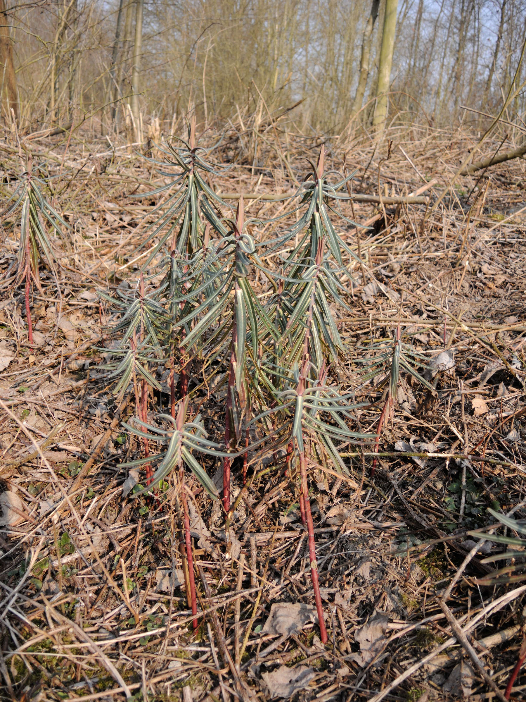 Afficher le média euphorbia_lathyris6md euphorbia_lathyris6md