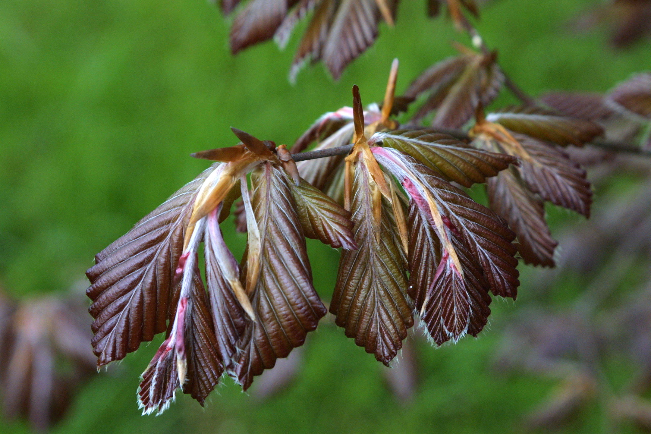 Fagus_sylvatica rubra