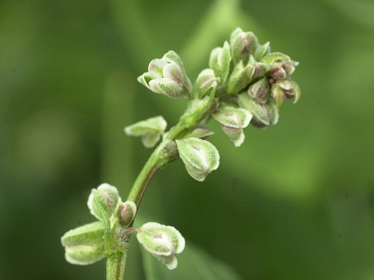 Afficher le média fallopia_convolvulus4md fallopia_convolvulus4md