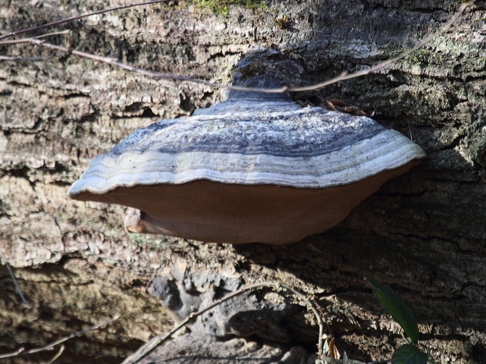 fomes_fomentarius1bd
