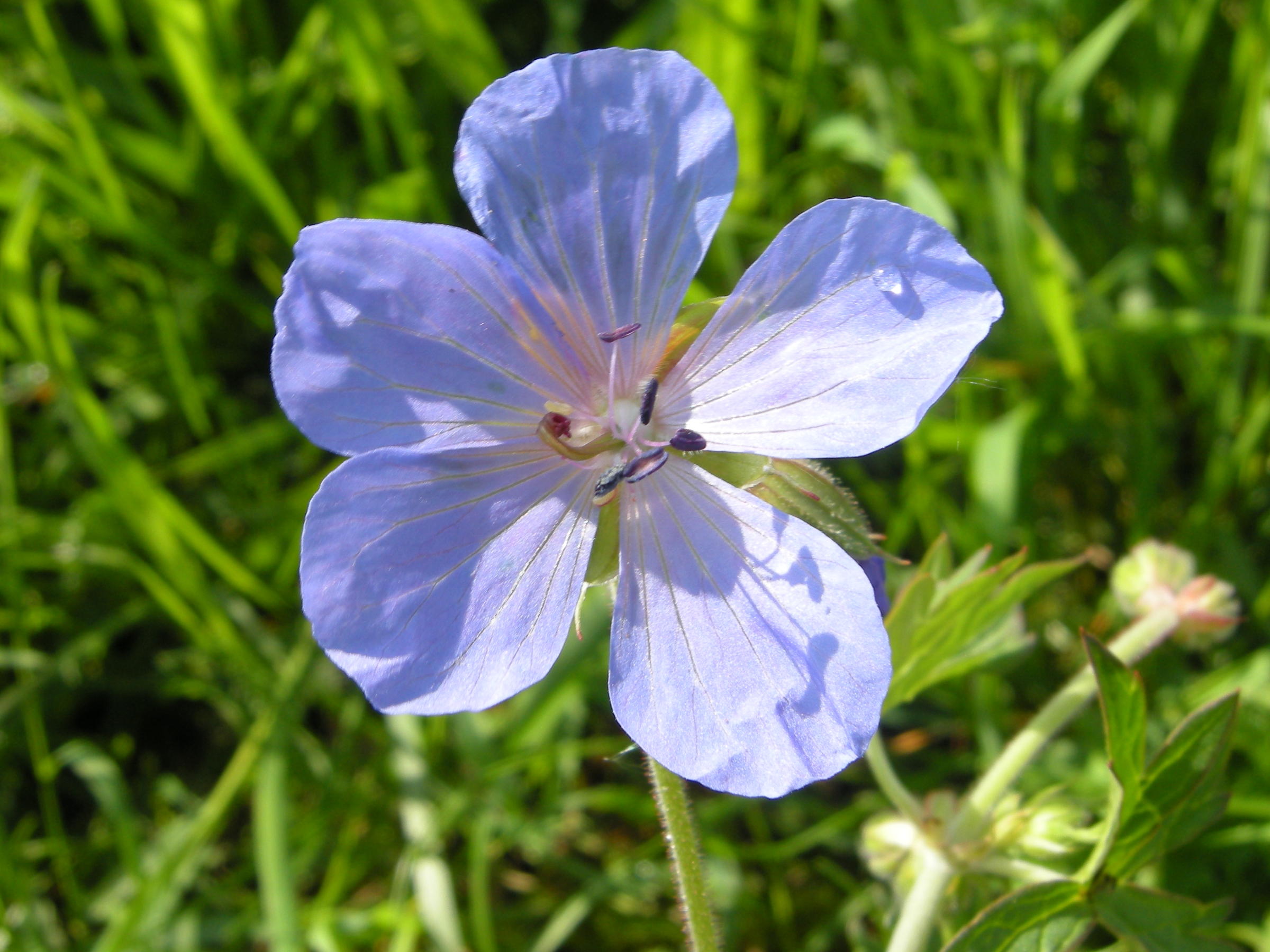 geranium_pratense3bd