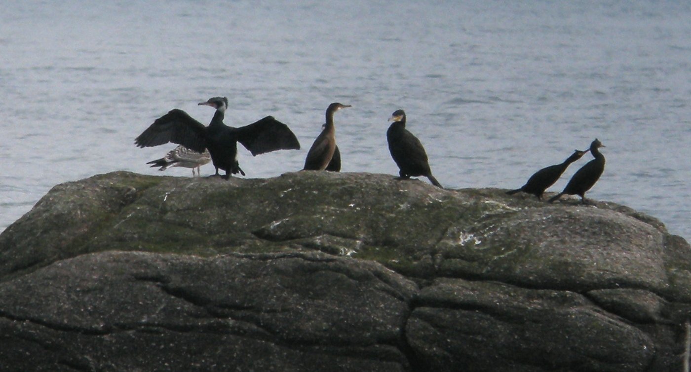 grand_cormoran_-_phalacrocorax_carbo8bd