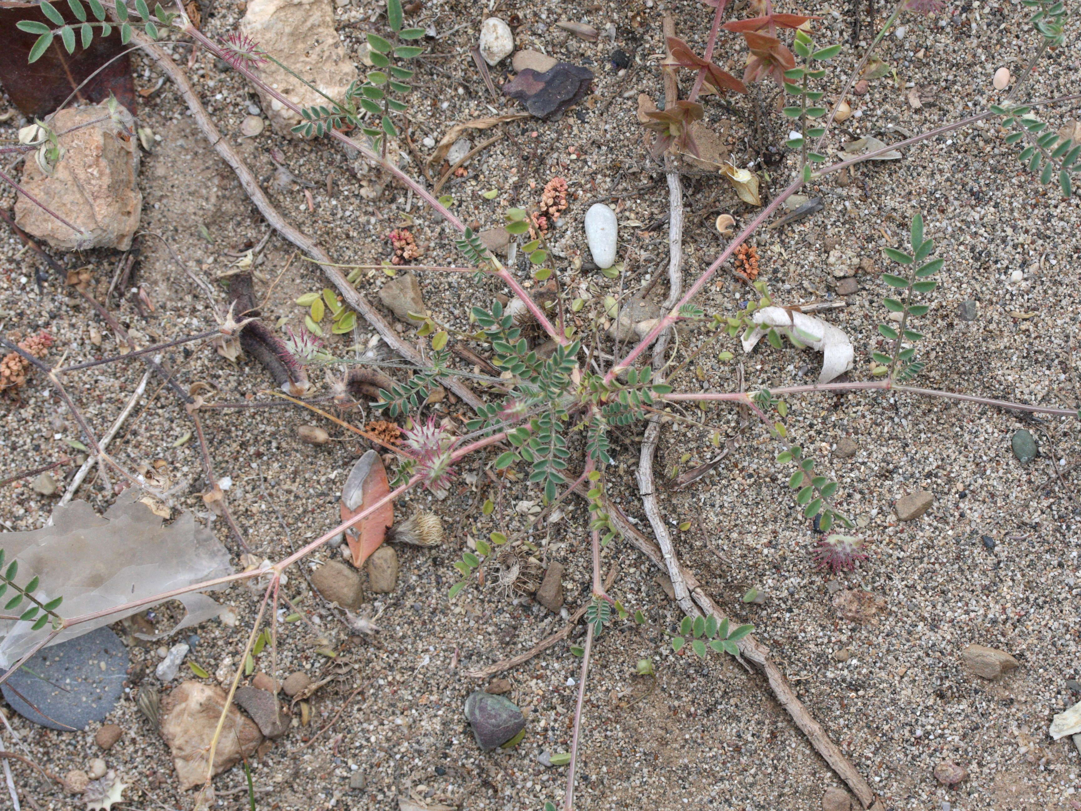 Hedysarum_Caput-gallii