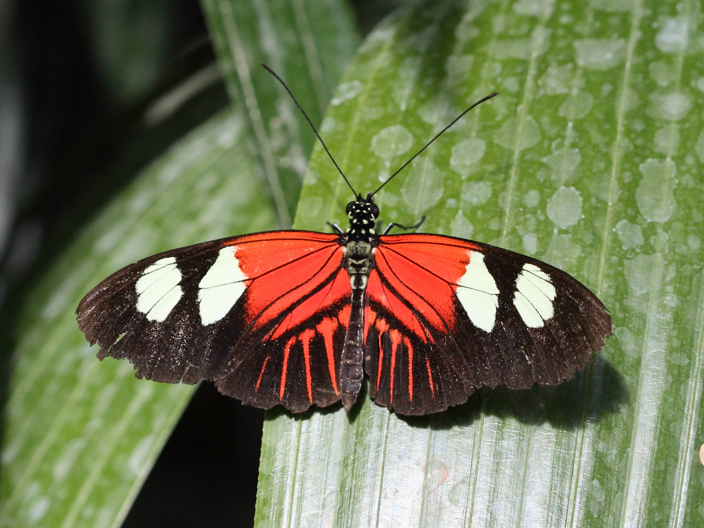 Afficher le média heliconius_melpomene2bd heliconius_melpomene2bd