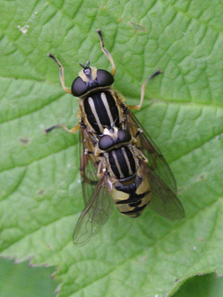 helophilus_pendulus5bd