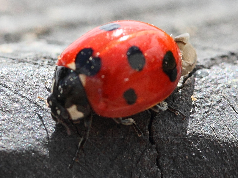 Afficher le média hippodamia_variegata3md hippodamia_variegata3md