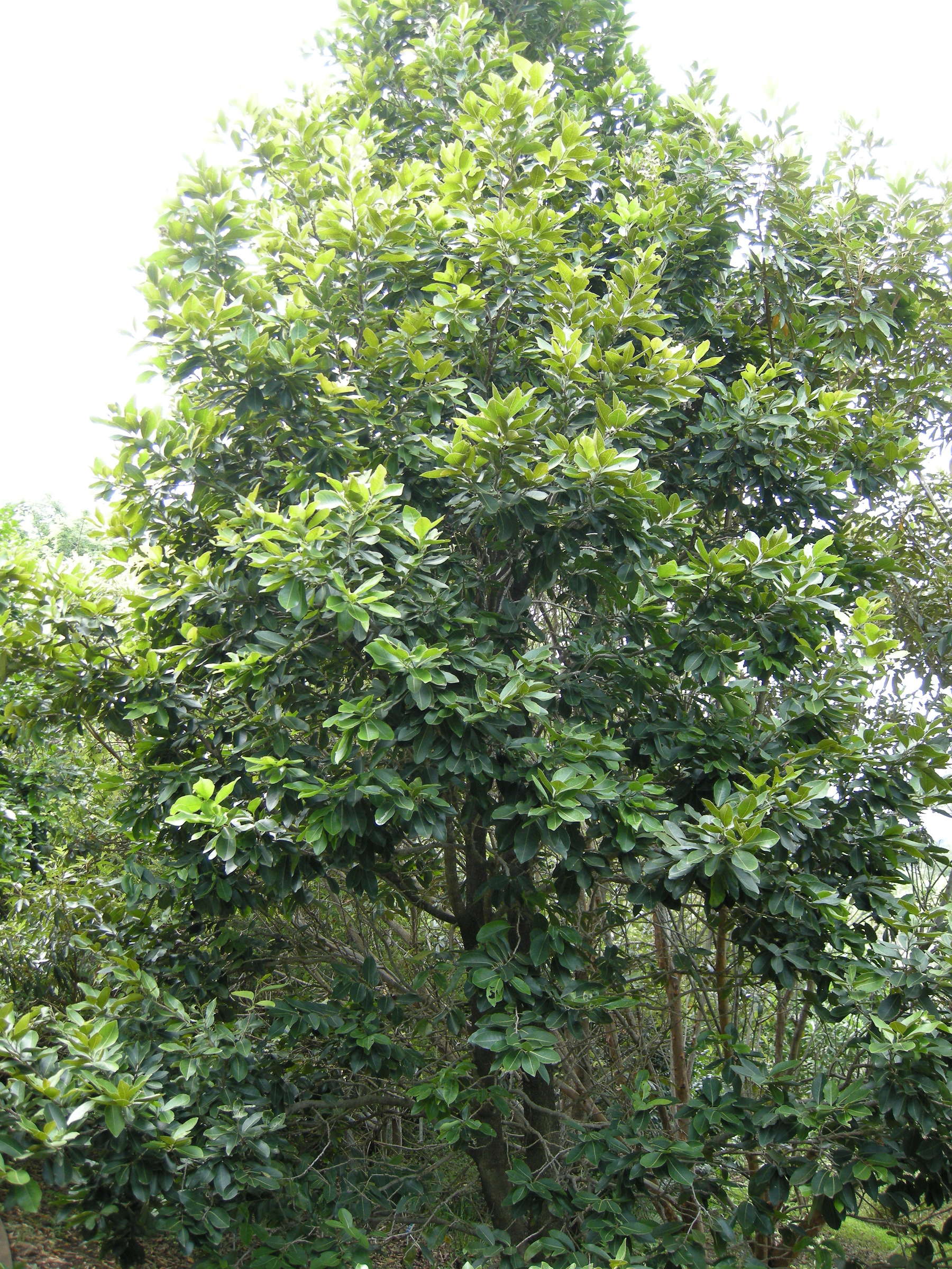 homalium_paniculatum3md