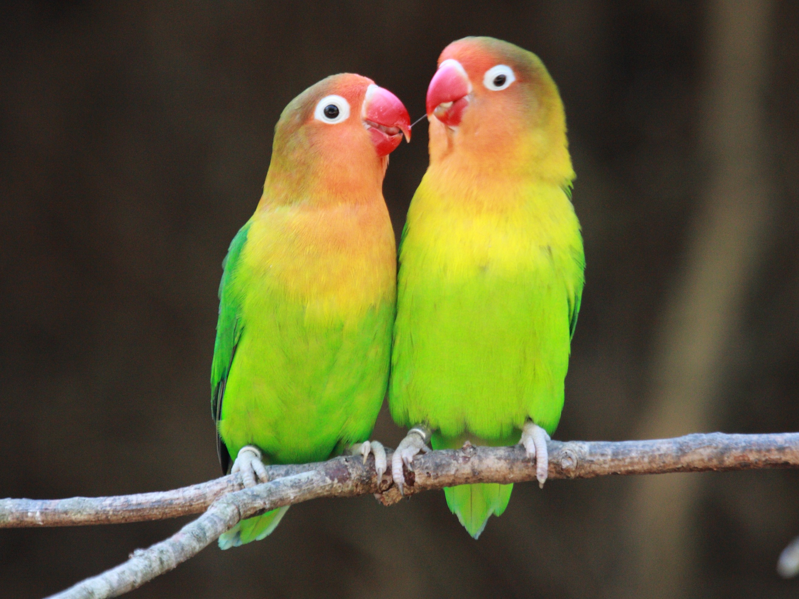 inseparable_de_fischer_-_agapornis_fischeri1bd