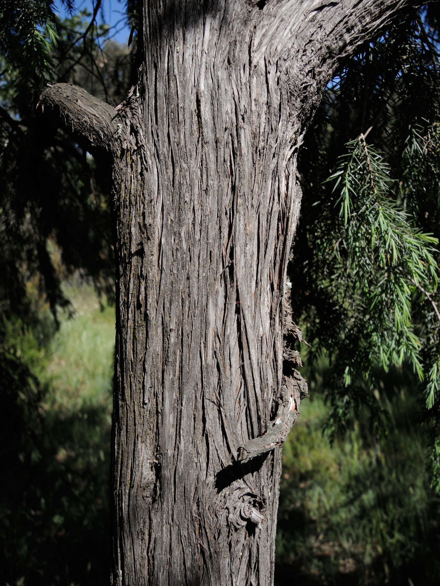 Afficher le média Juniperus_oxycedrus Juniperus_oxycedrus