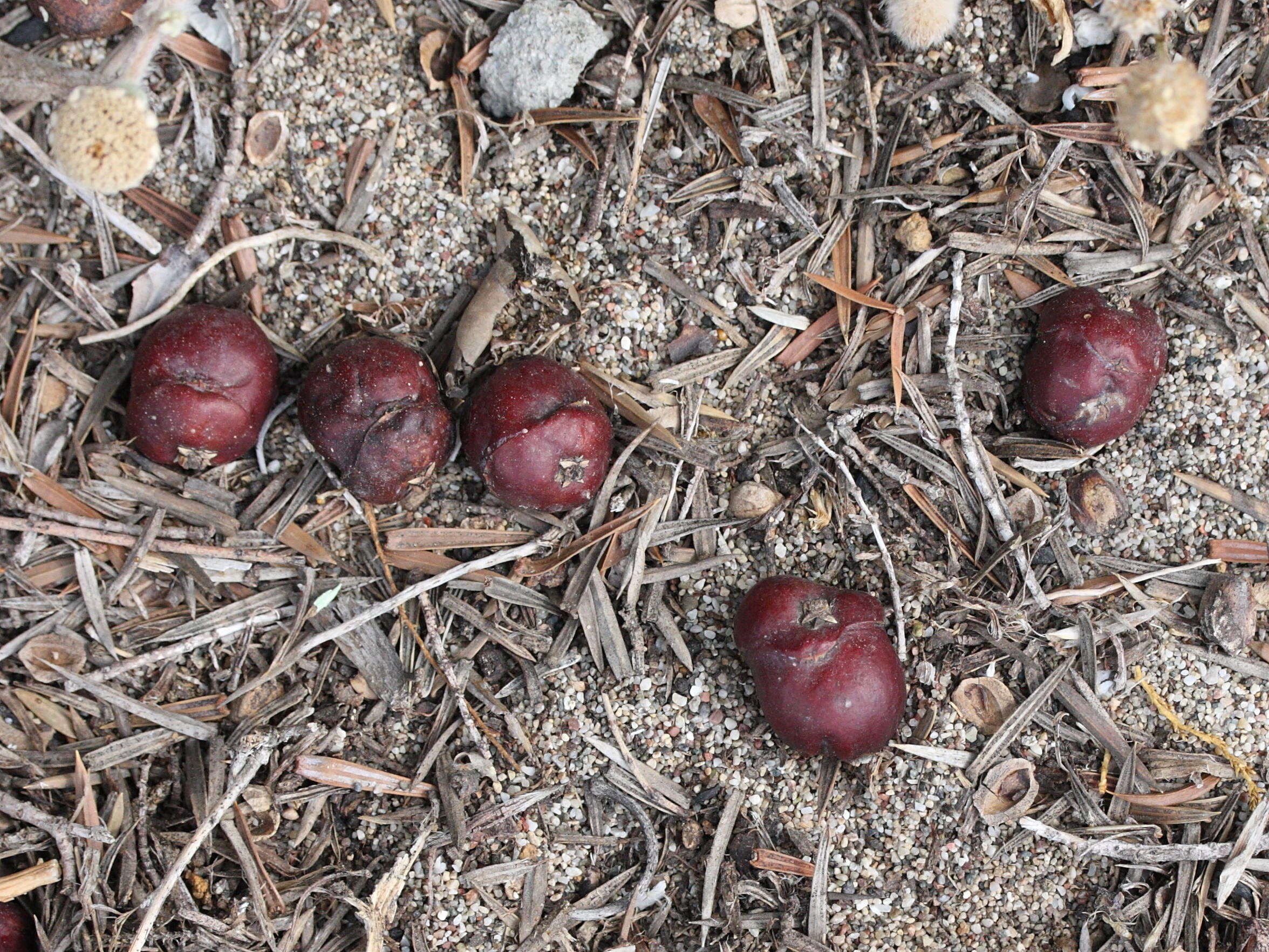 Afficher le média juniperus_oxycedrus_macrocarpa5md juniperus_oxycedrus_macrocarpa5md