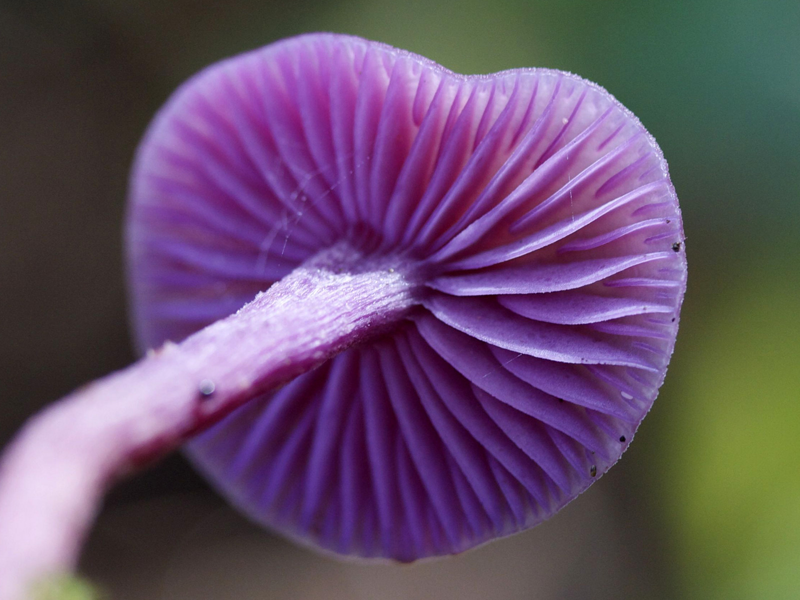 Afficher le média laccaria_amethystina3md laccaria_amethystina3md