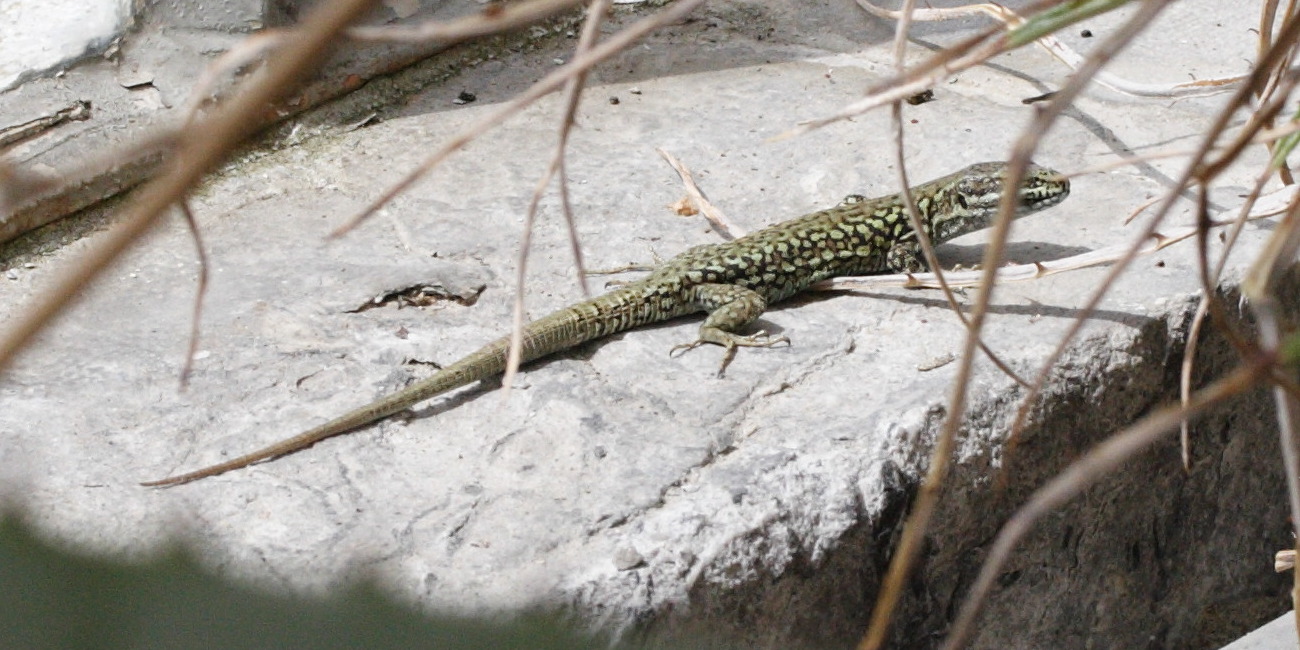 Lacerta_muralis