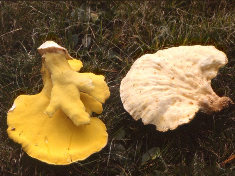 Afficher le média laetiporus_sulphureus1mcf laetiporus_sulphureus1mcf