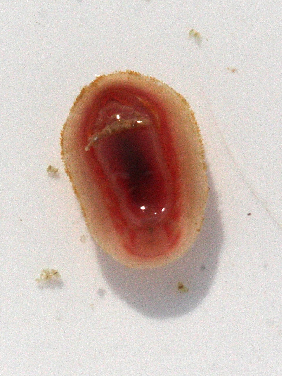 leptochiton_scabridus2md