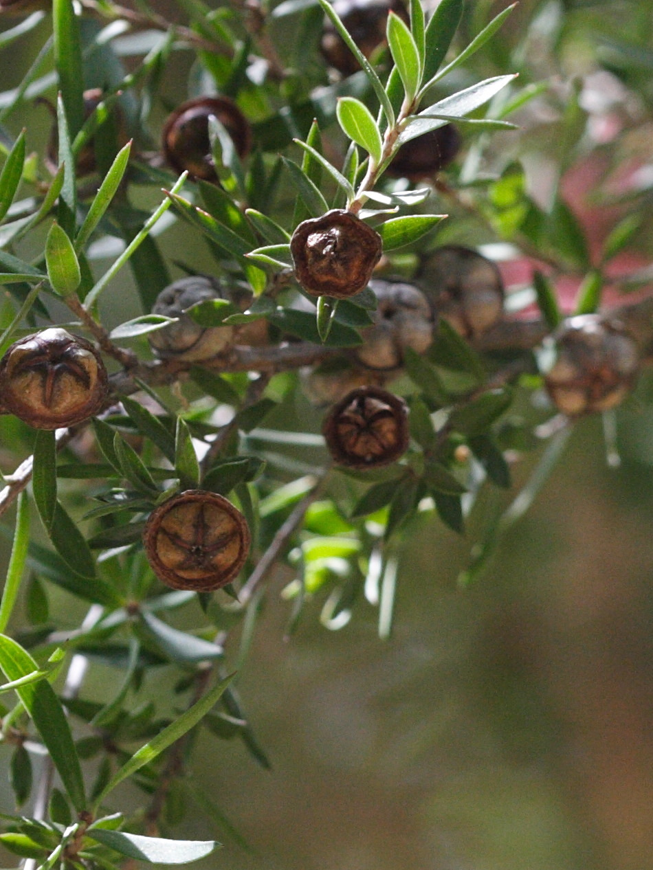 Afficher le média leptospermum_scoparium3md leptospermum_scoparium3md