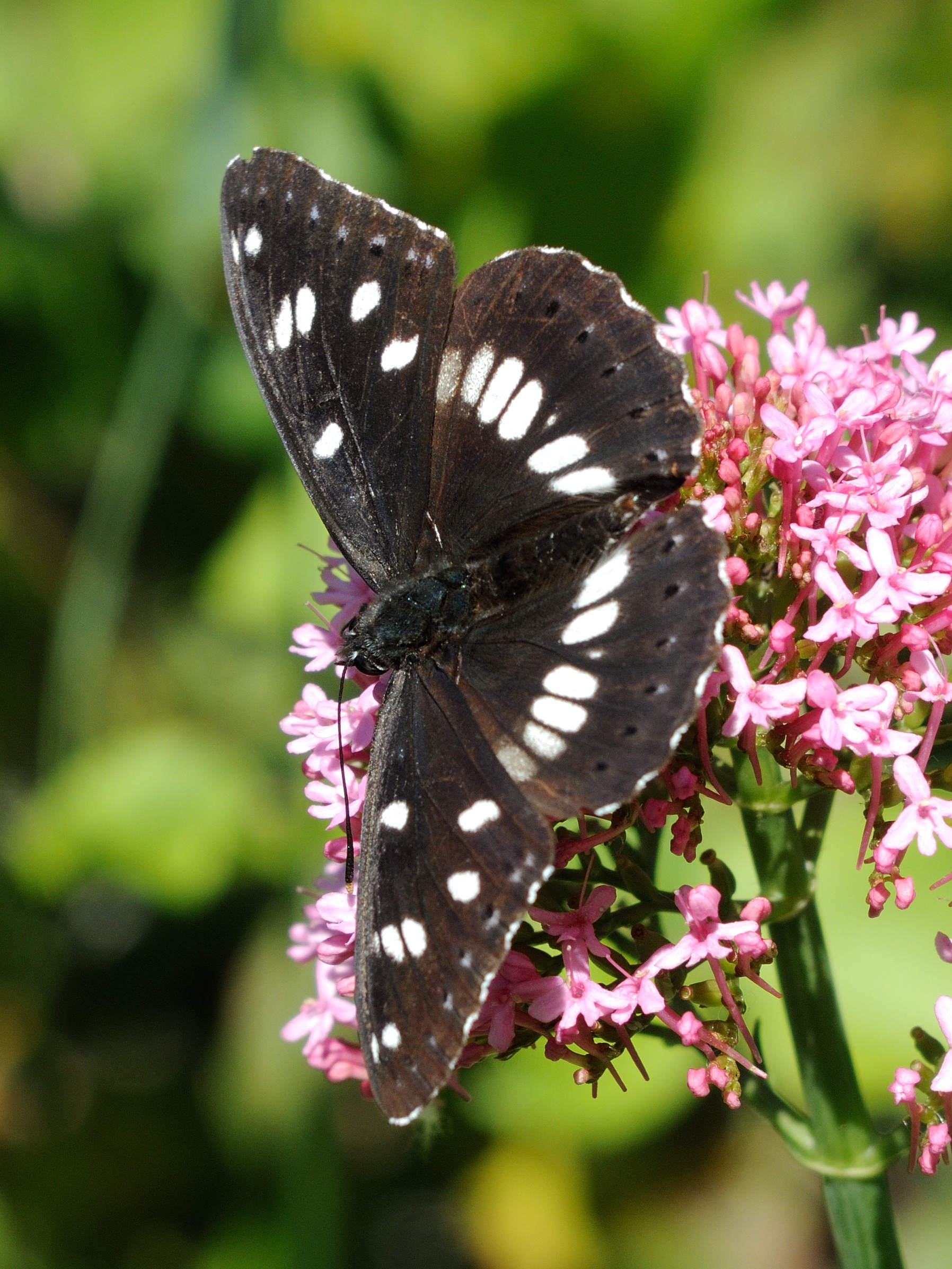 limenitis_reducta7md