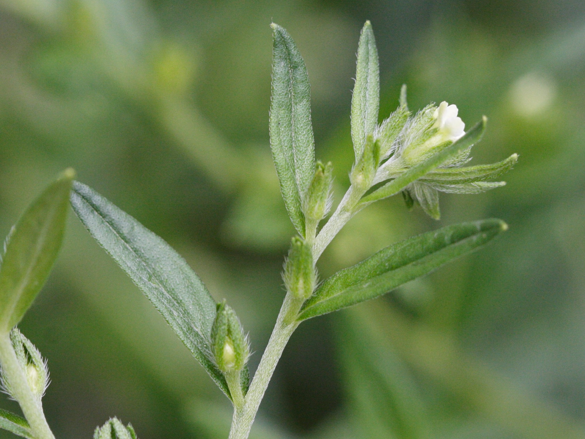 Afficher le média lithospermum_officinale5md lithospermum_officinale5md