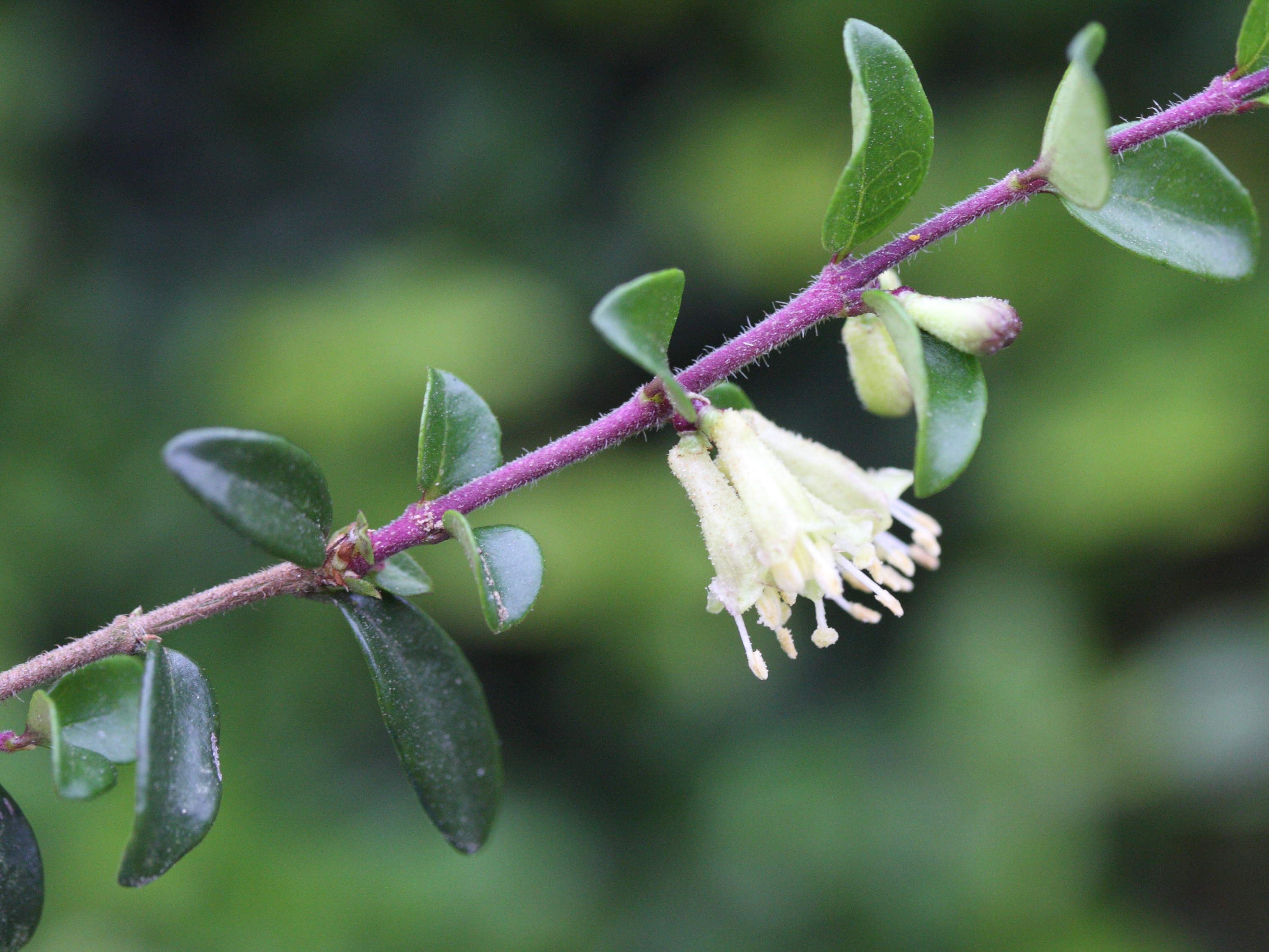 lonicera_nitida1md