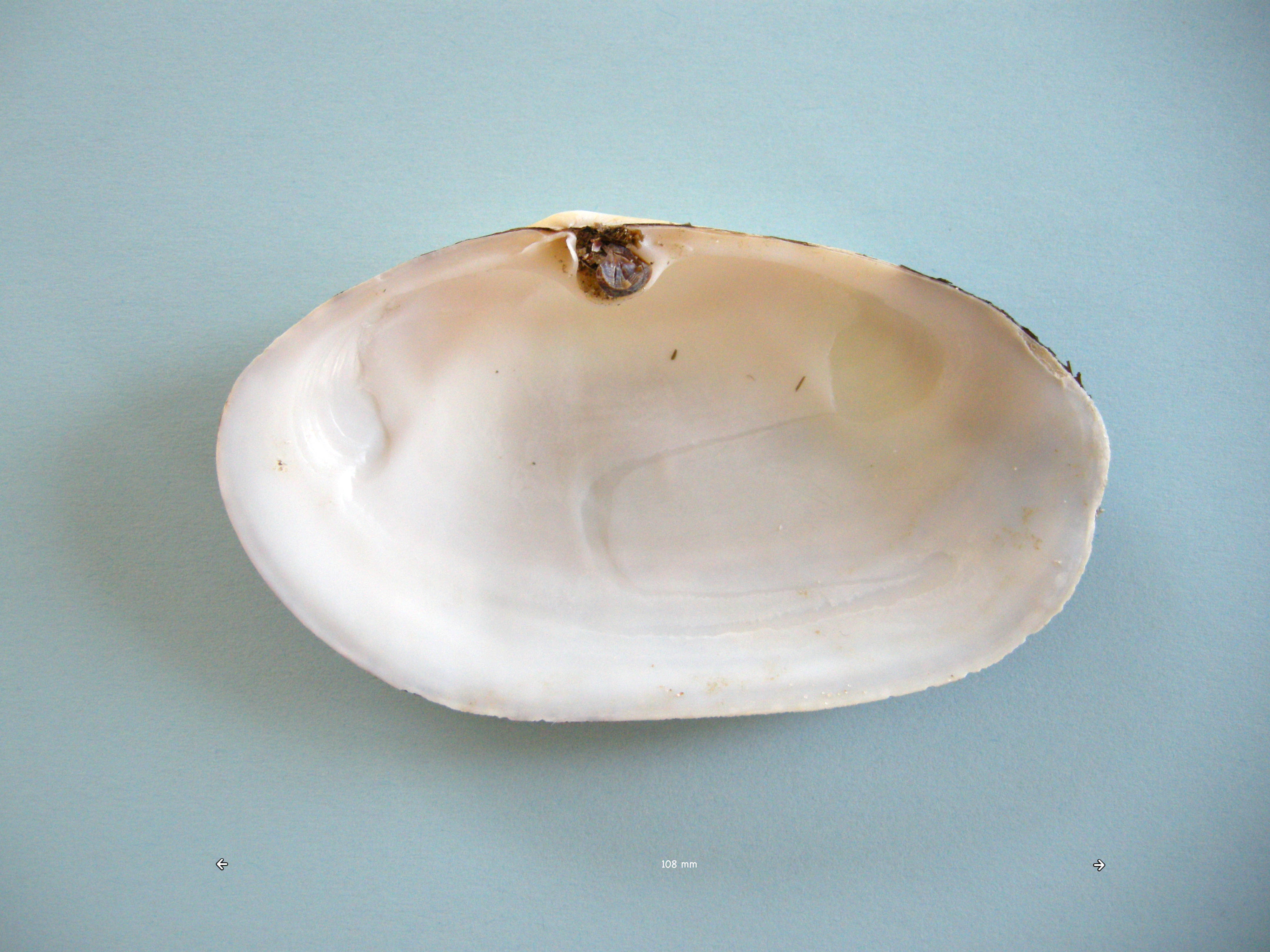 lutraria_lutraria1md