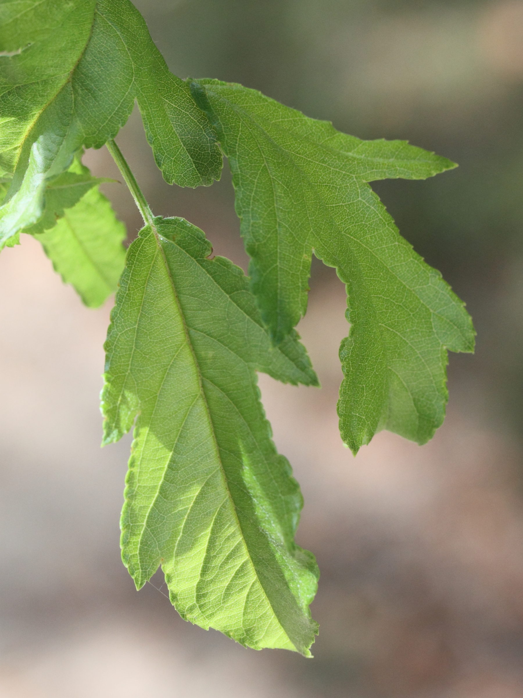 malus_mandshurica2md