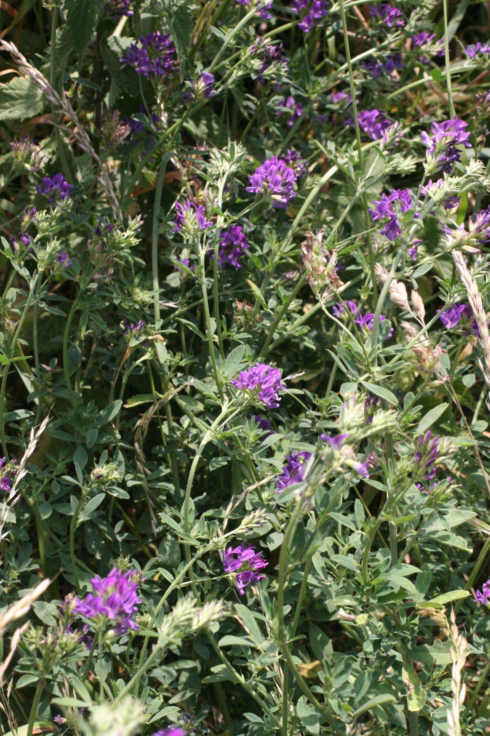 Afficher le média medicago_sativa1md medicago_sativa1md