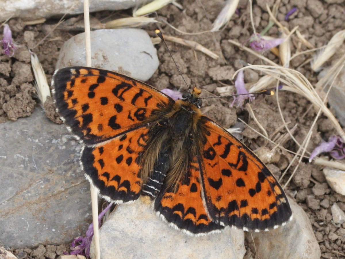 melitaea_didyma7md