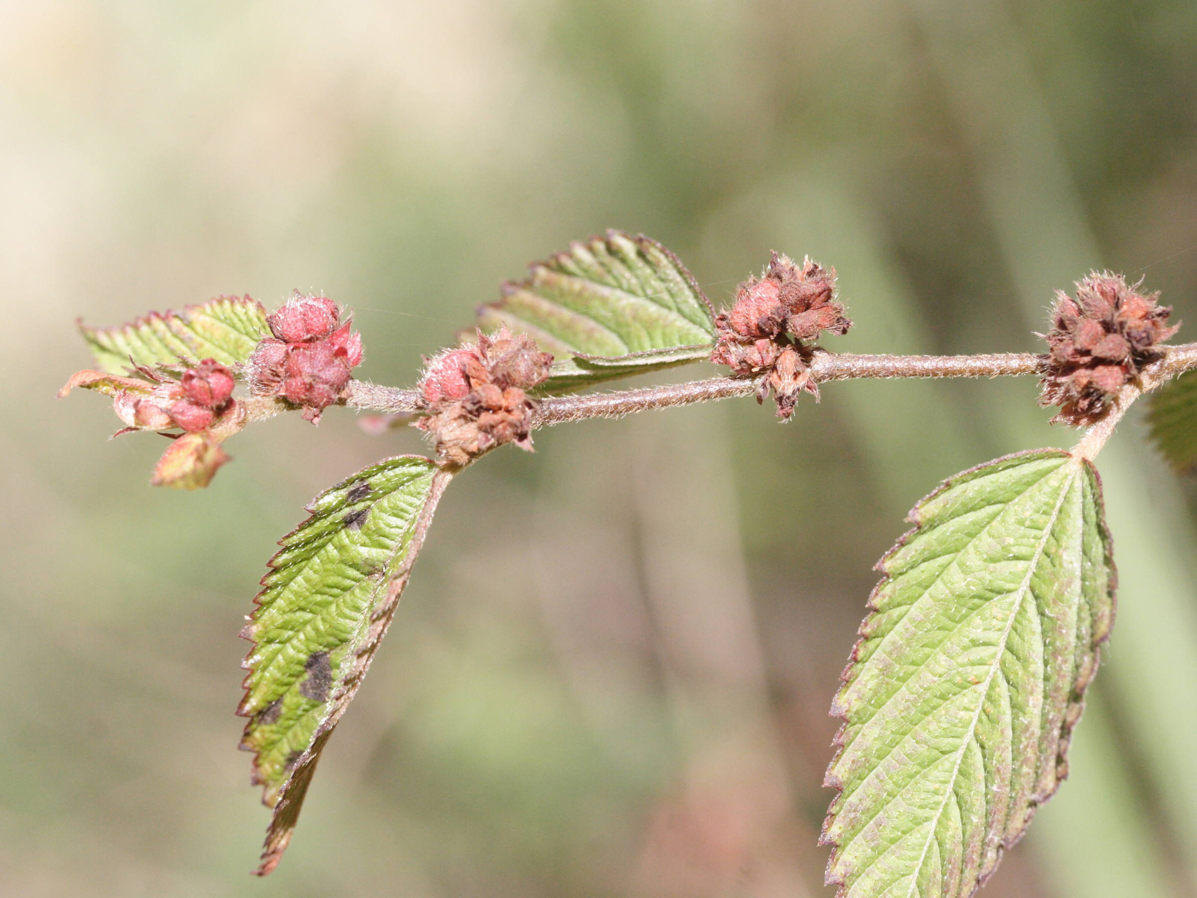 Afficher le média melochia_nodiflora2md melochia_nodiflora2md