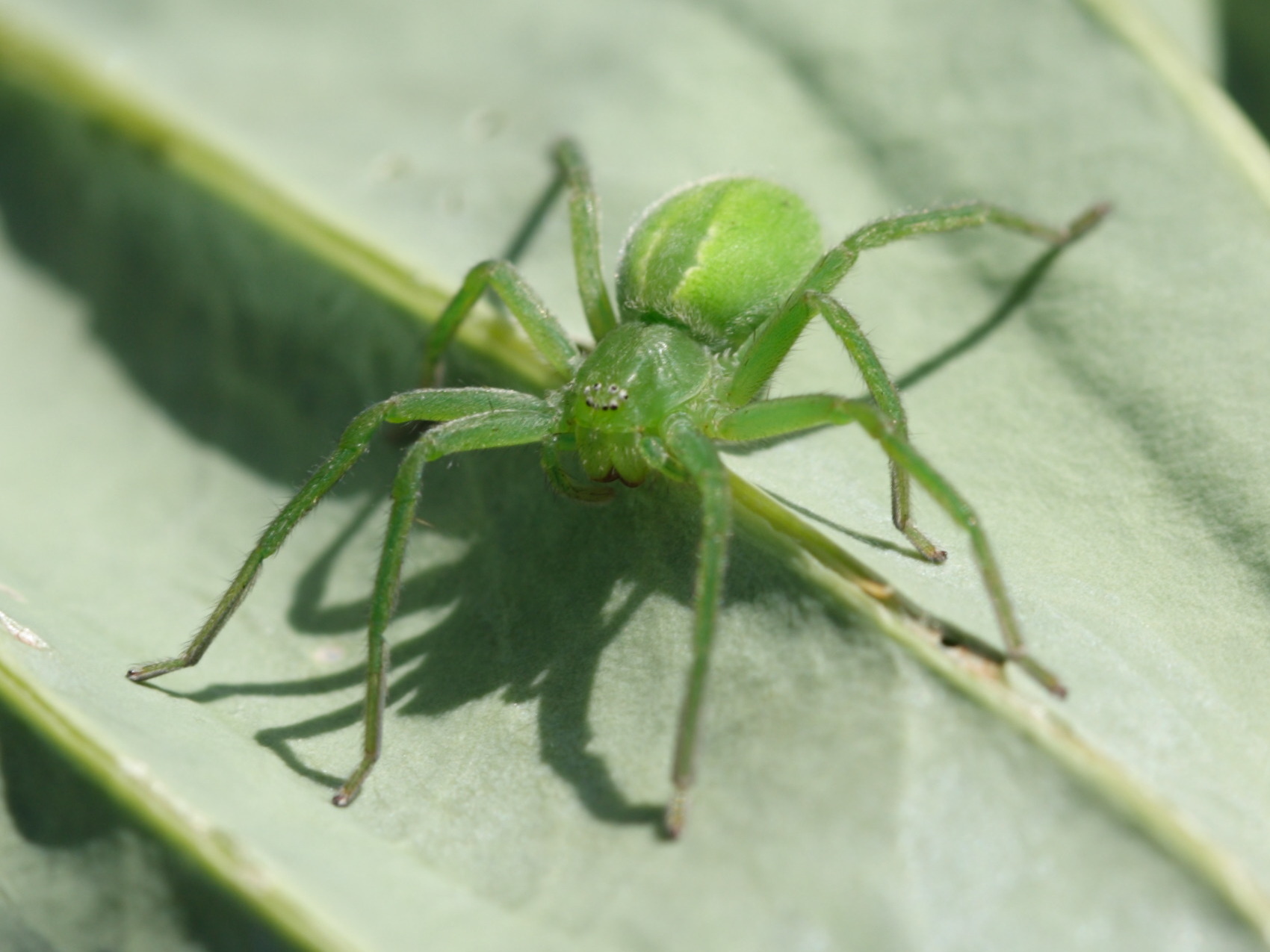 micrommata_virescens1sd