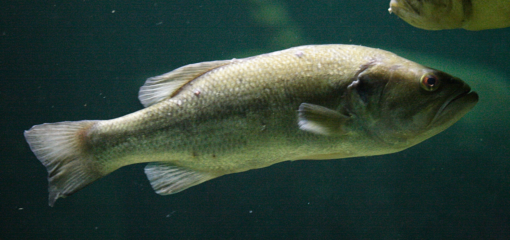 micropterus_salmoides1md