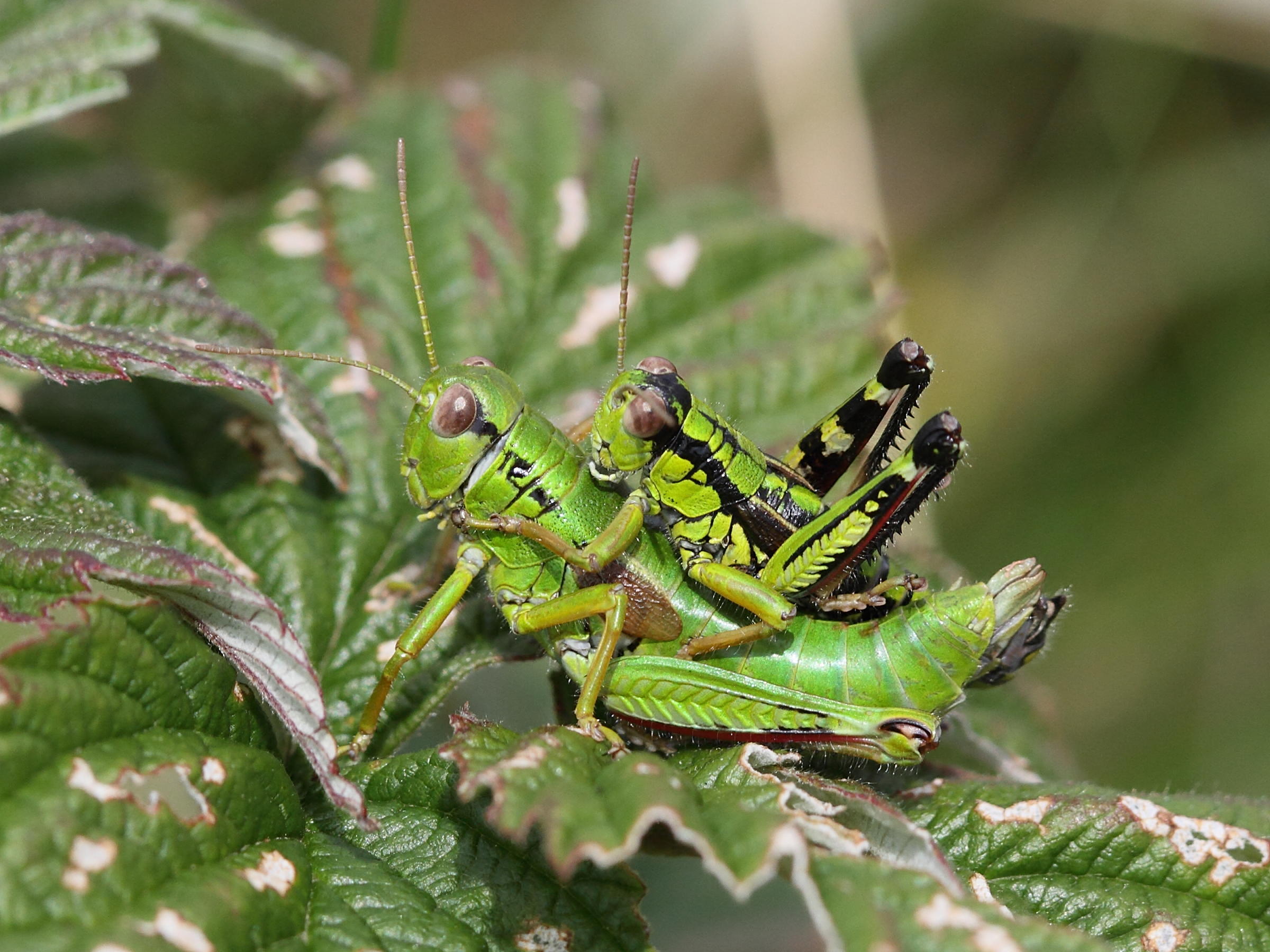 Afficher le média miramella_subalpina6bd miramella_subalpina6bd