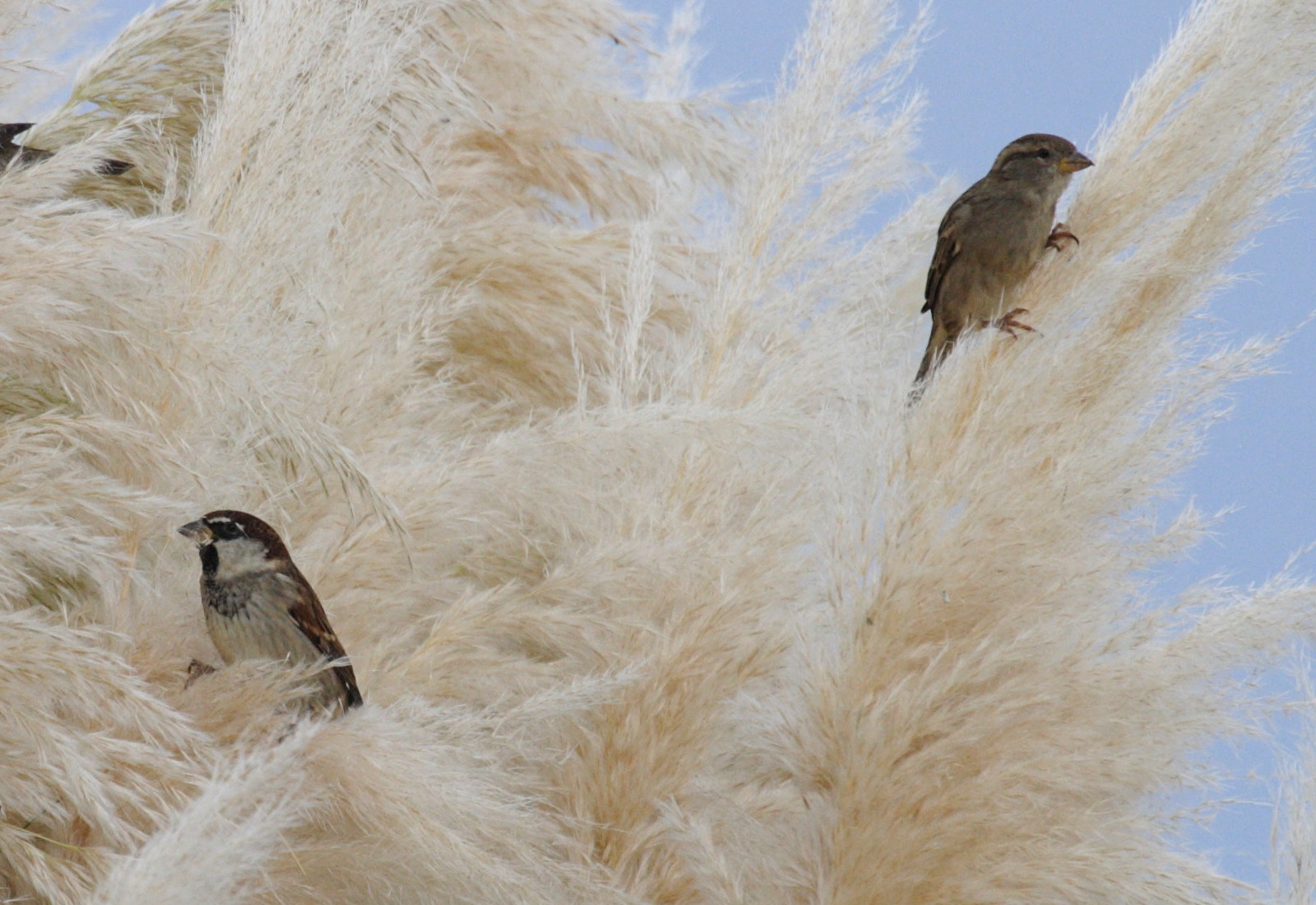 moineau_d-italie_-_passer_x_italiae2bd