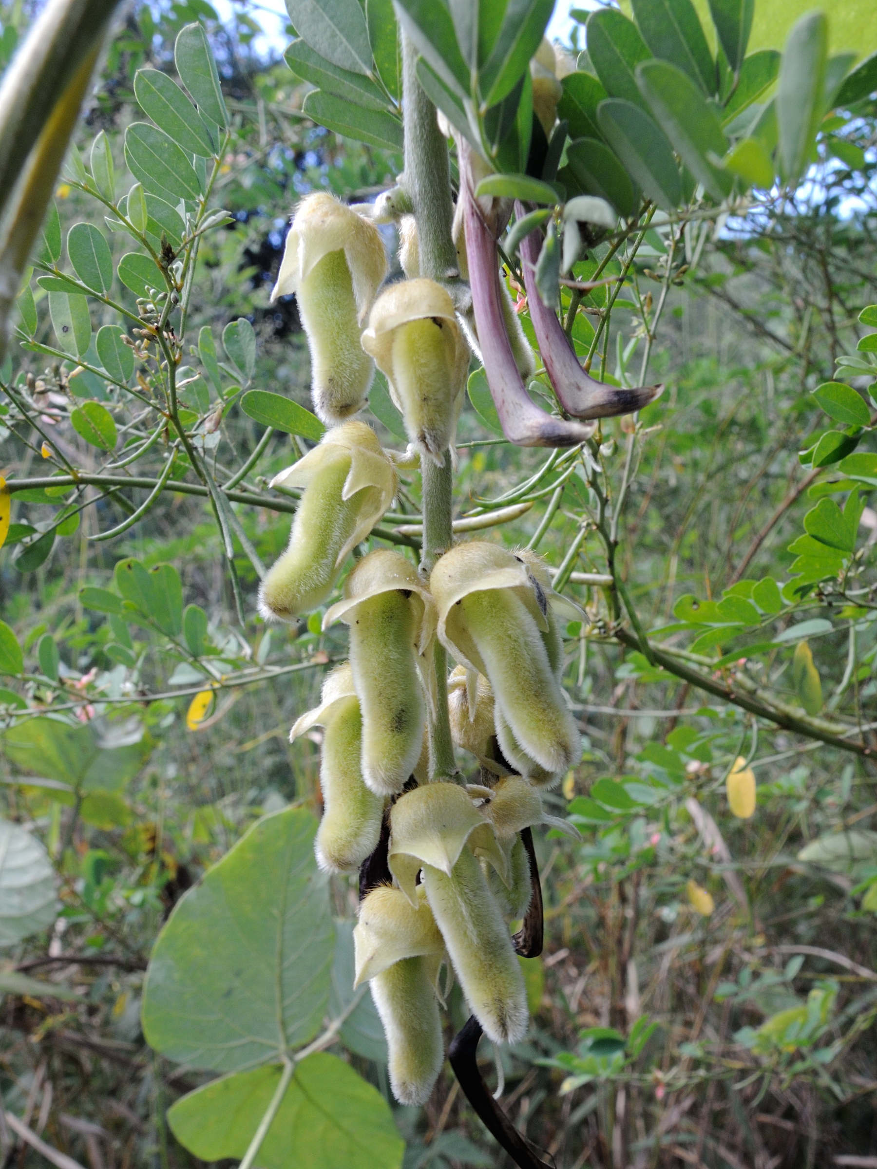mucuna_pruriens4md