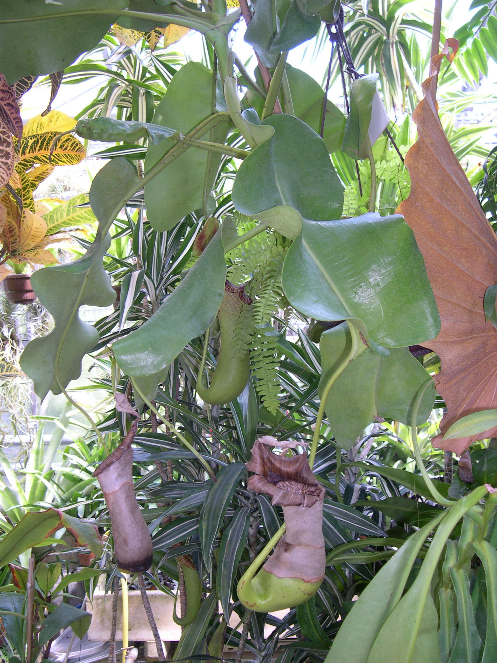 nepenthes_truncata1bd