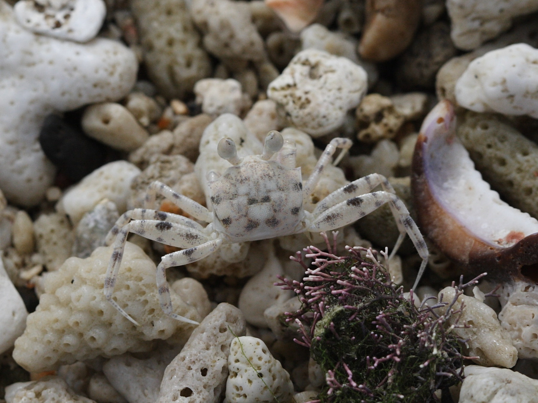 ocypode_pallidula4bd