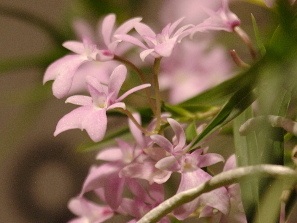 oerstedella_centradenia2bd