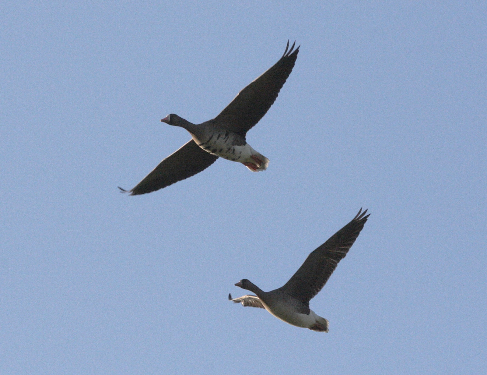 oie_rieuse_-_anser_albifrons2md