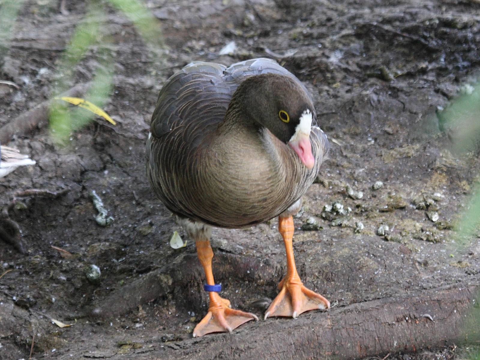 oie_rieuse_-_anser_albifrons4bd