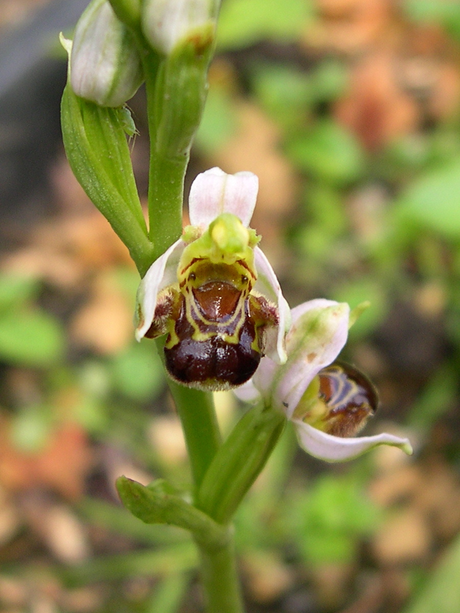 Afficher le média ophrys_apifera1md ophrys_apifera1md