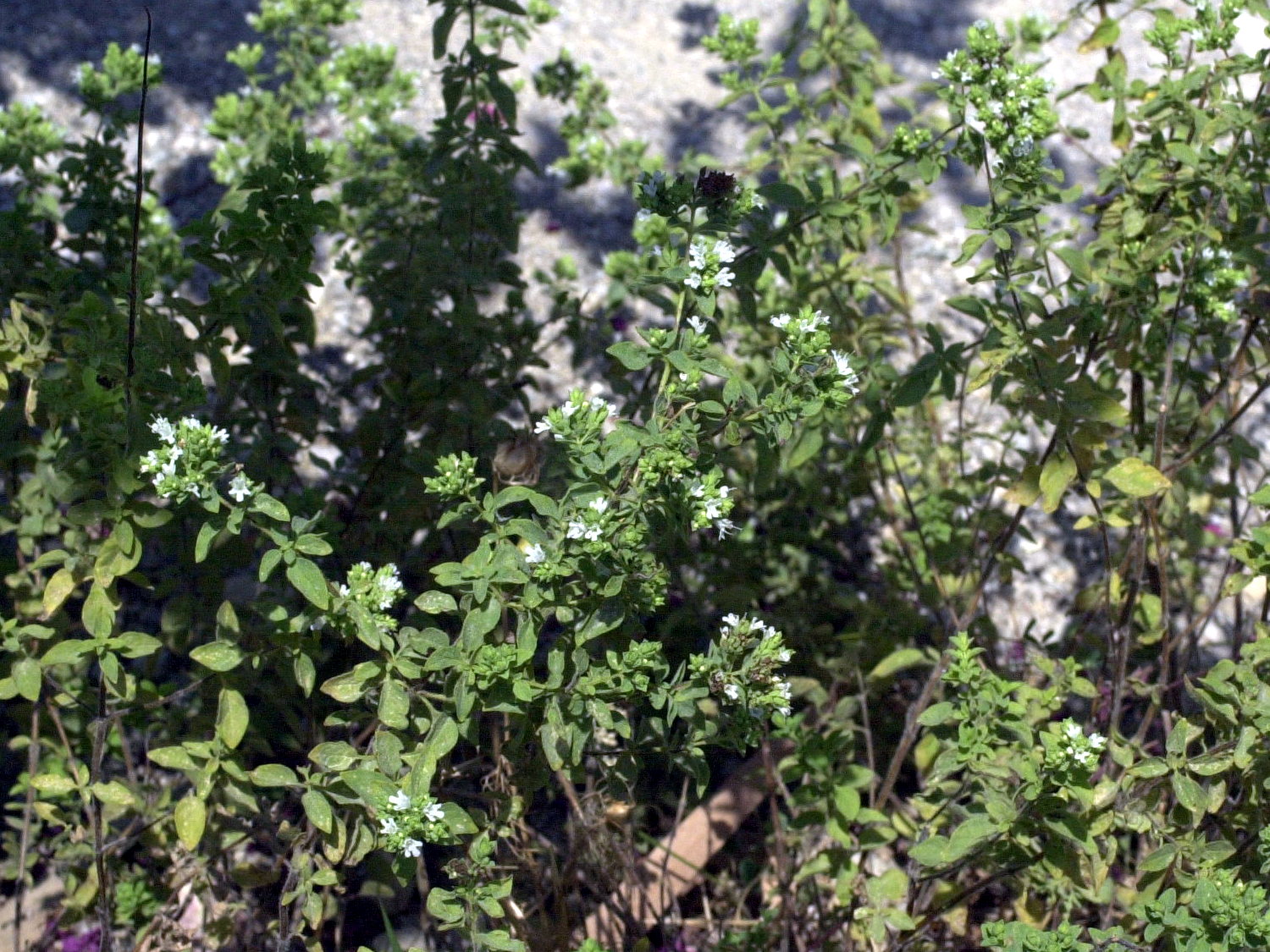 Afficher le média Origanum_vulgare viridulum Origanum_vulgare viridulum