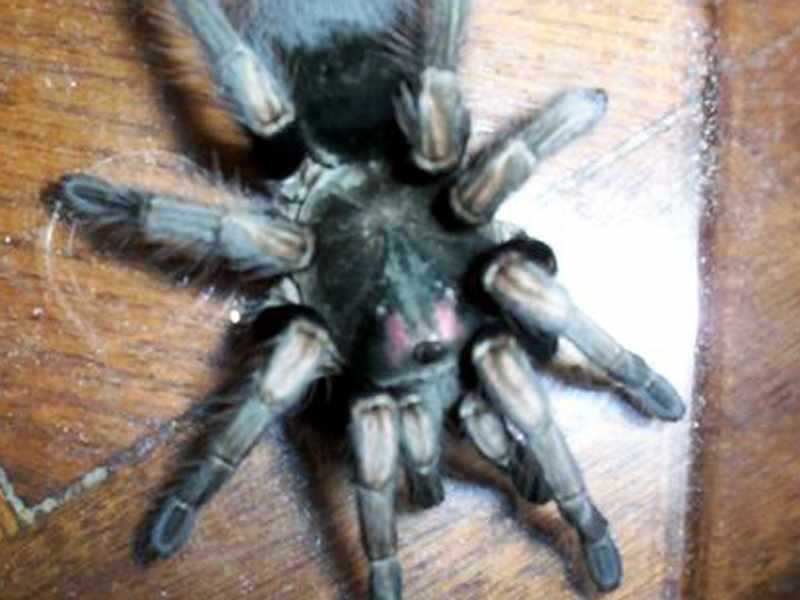 pamphobeteus_ultramarinus2ml