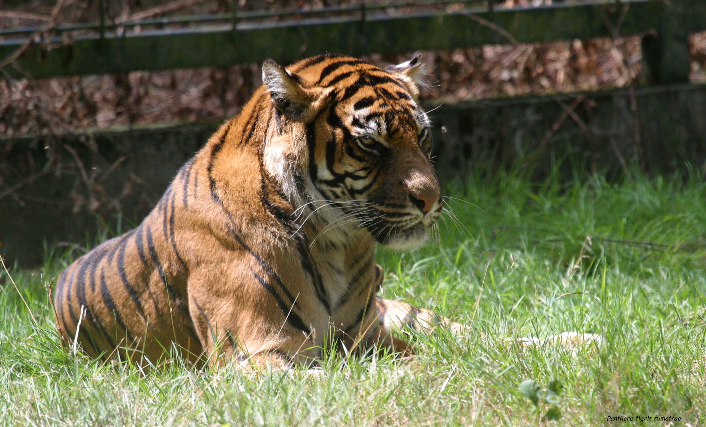 panthera_tigris_sumatrae2bd