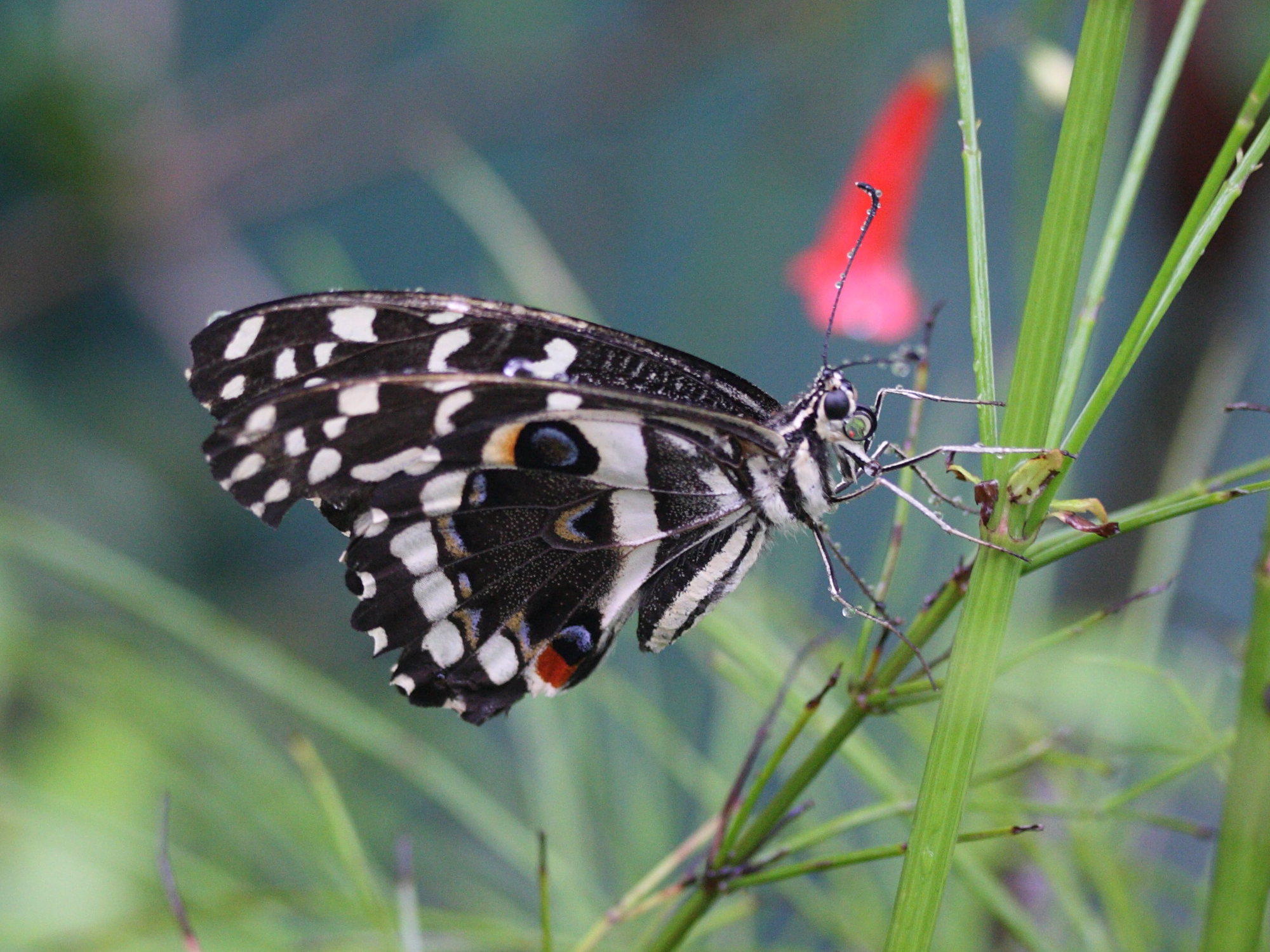 papilio_demodocus2md