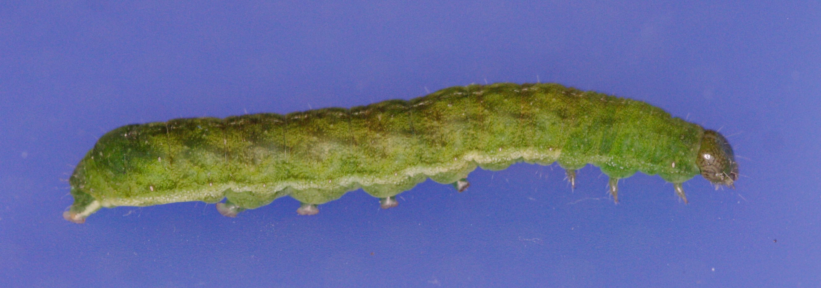 phlogophora_meticulosa_ch1md