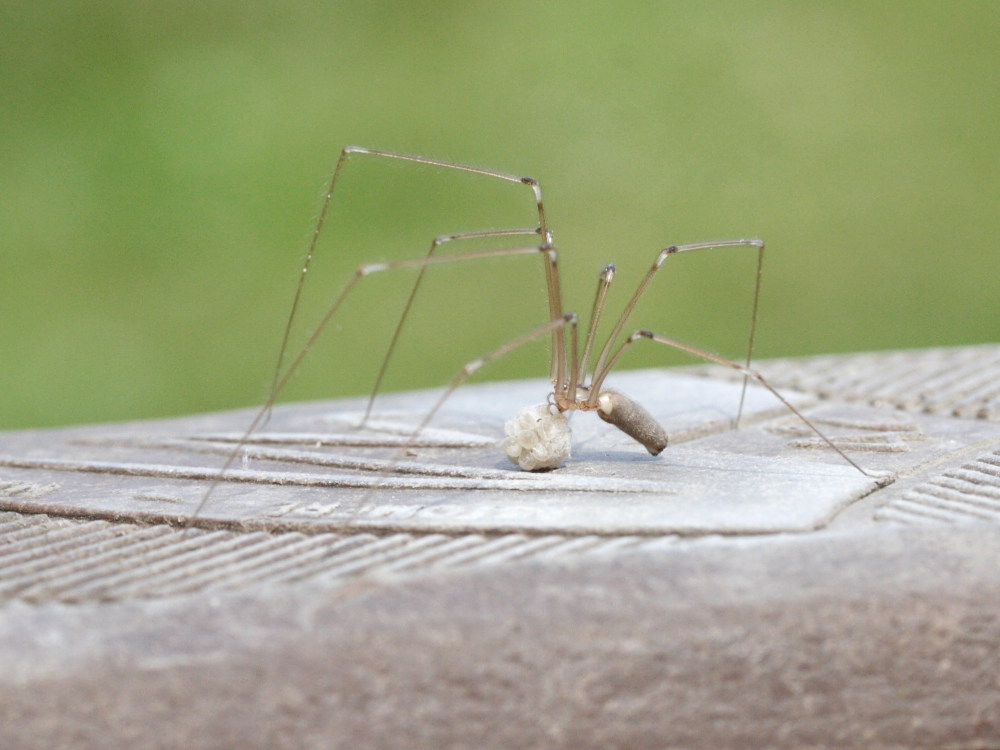 Pholcus_phalangioides
