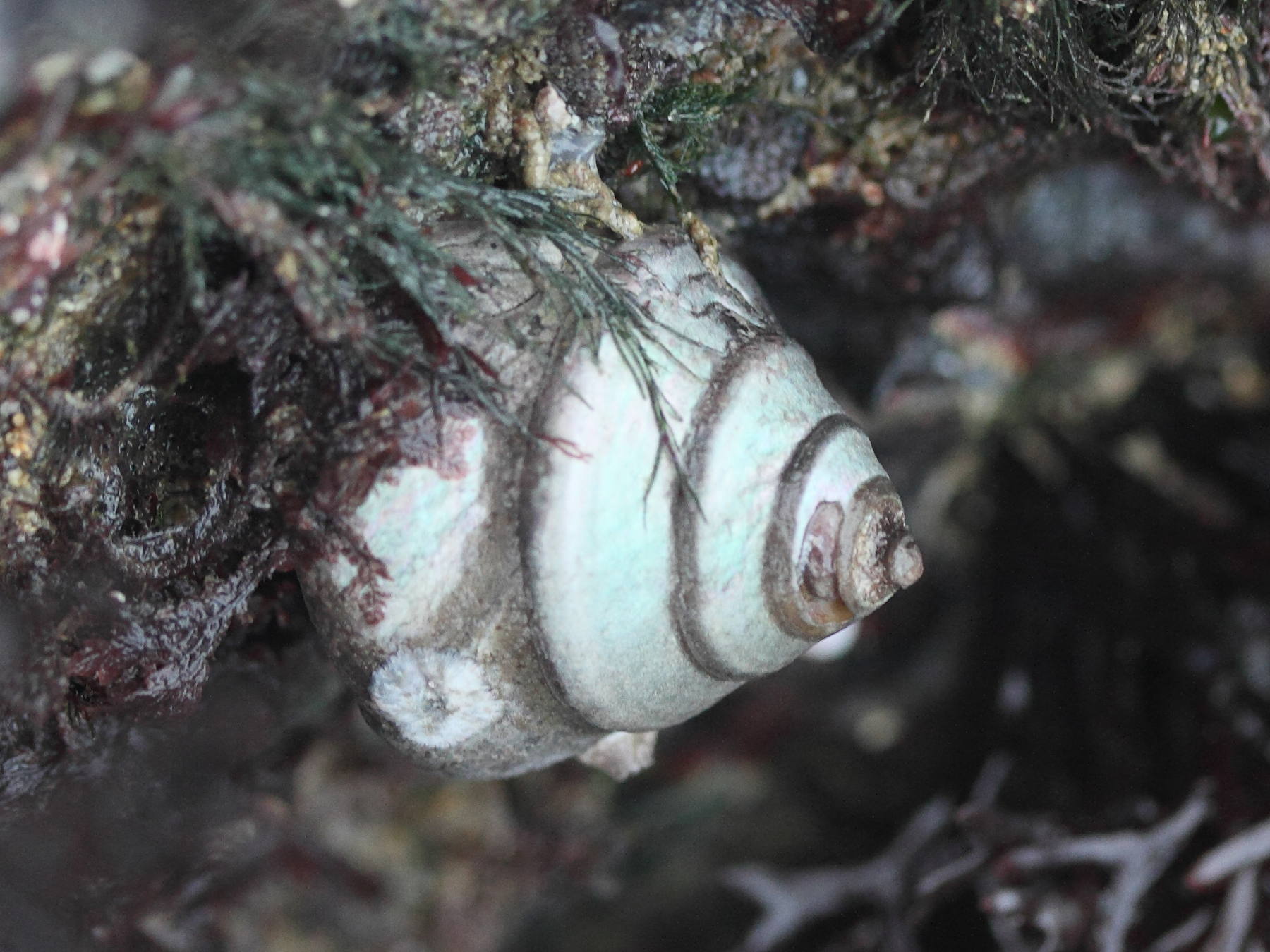 Afficher le média phorcus_lineatus5md phorcus_lineatus5md