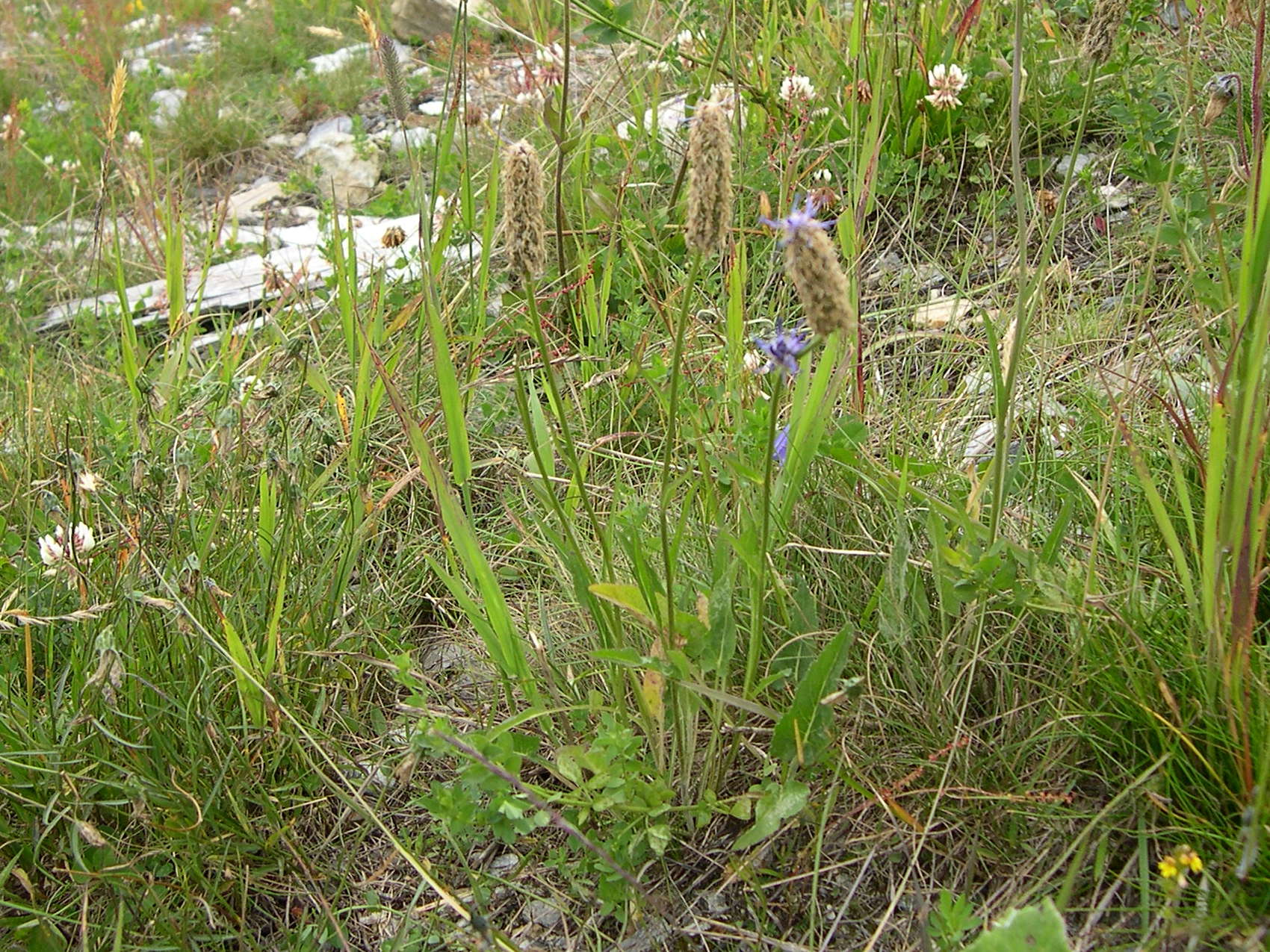 phyteuma_betonicifolium1md