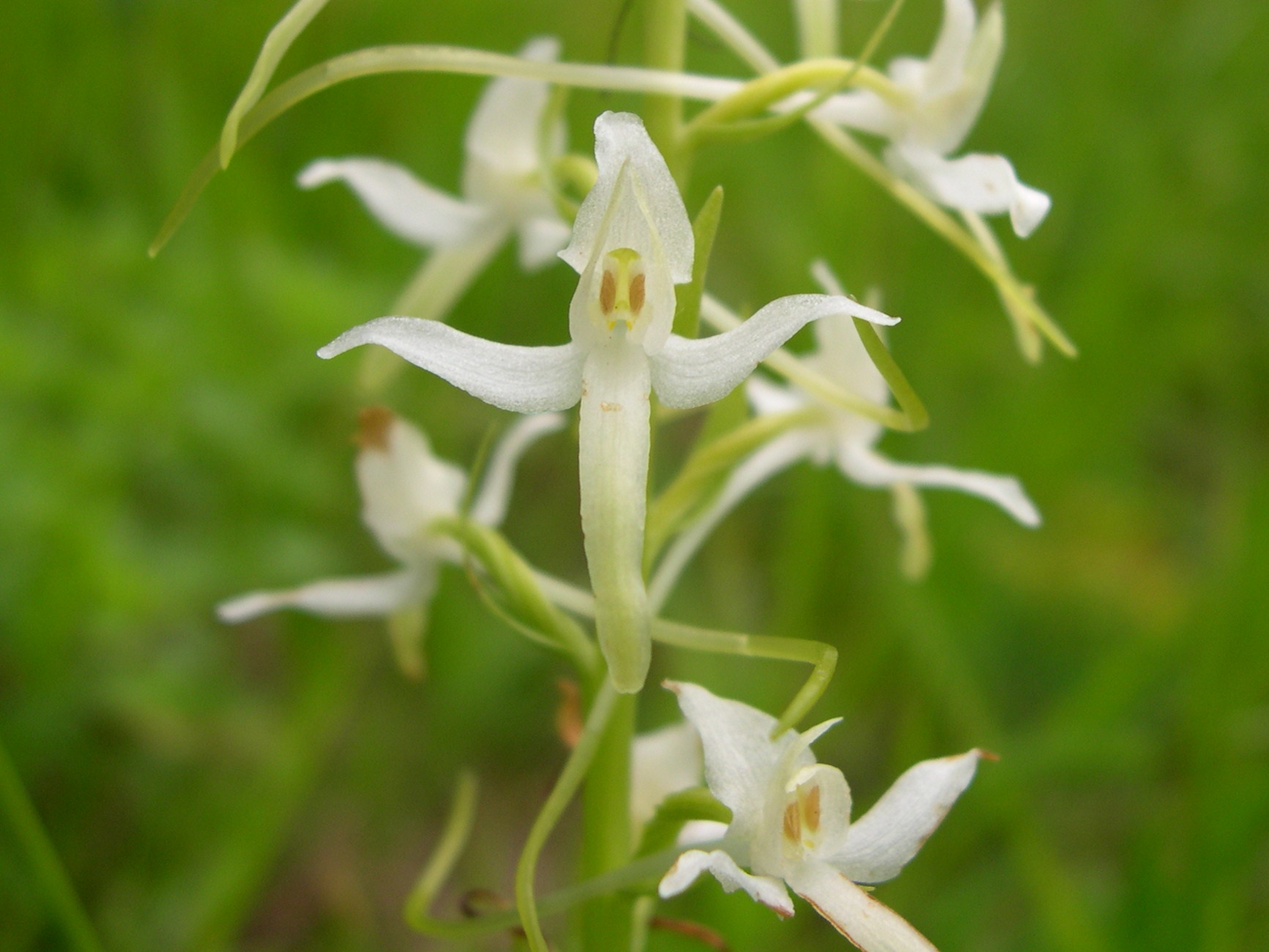 platanthera_bifolia2sd