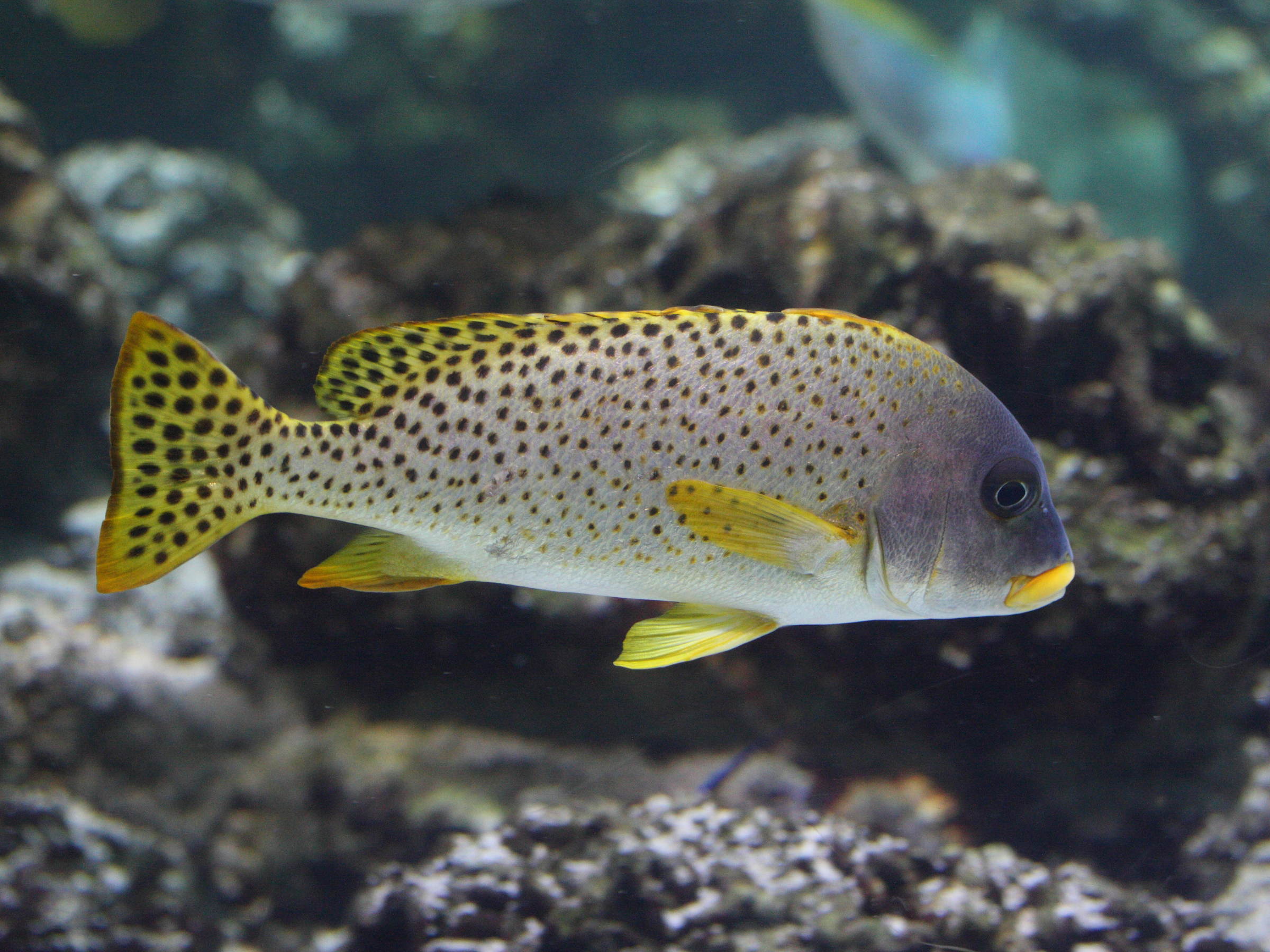 Plectorhinchus_gaterinus