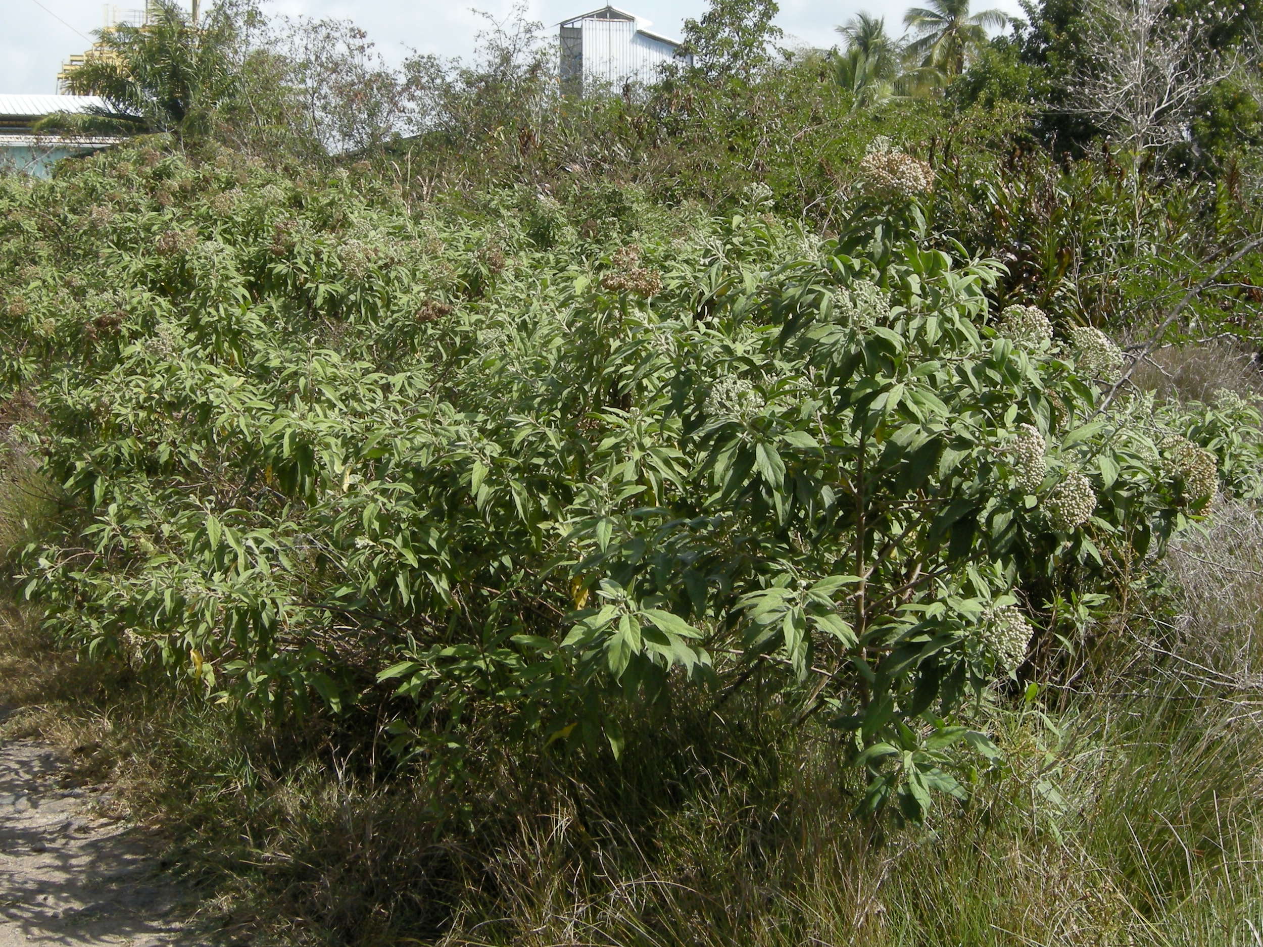 pluchea_carolinensis5md