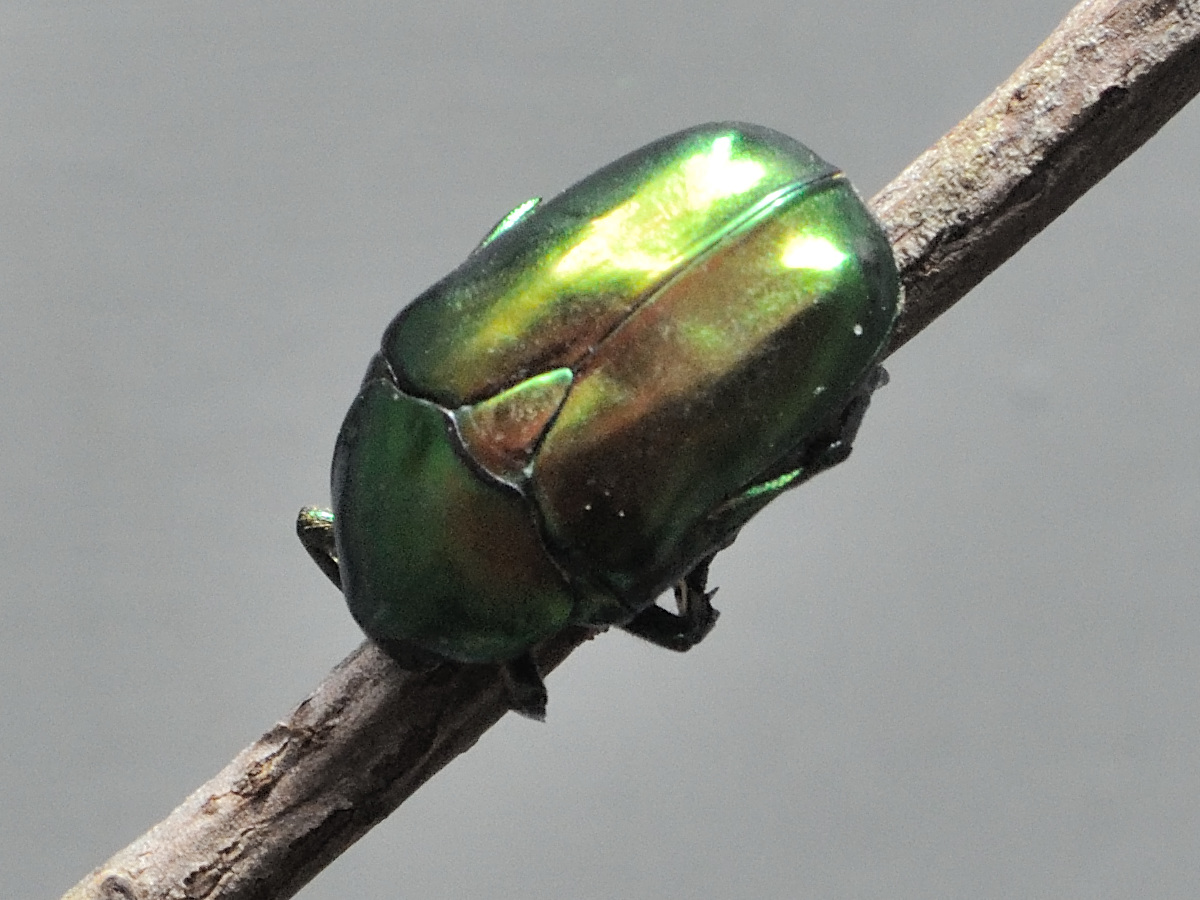 Protaetia_speciosissima